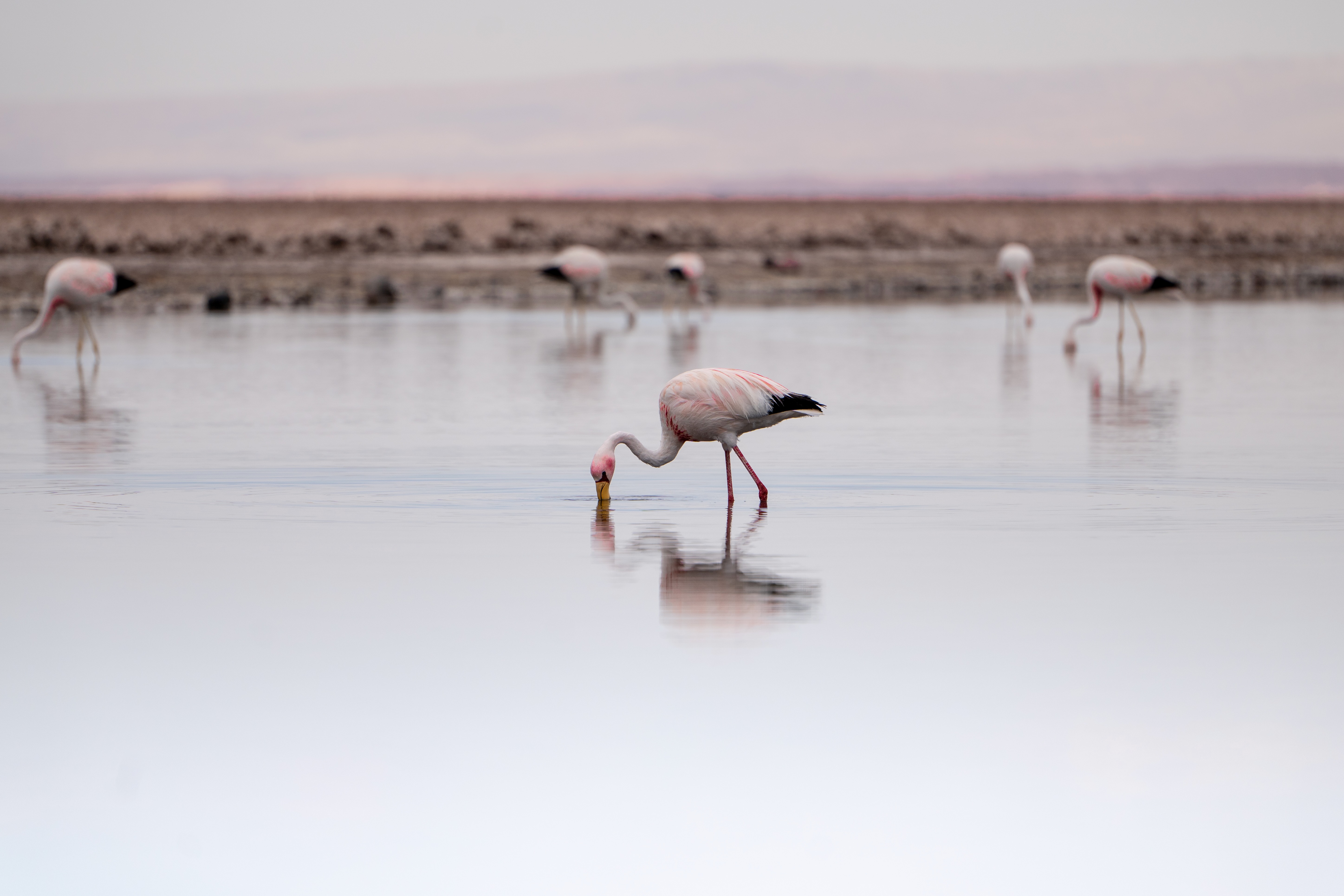 Flamingo nas lagunas do Atacama