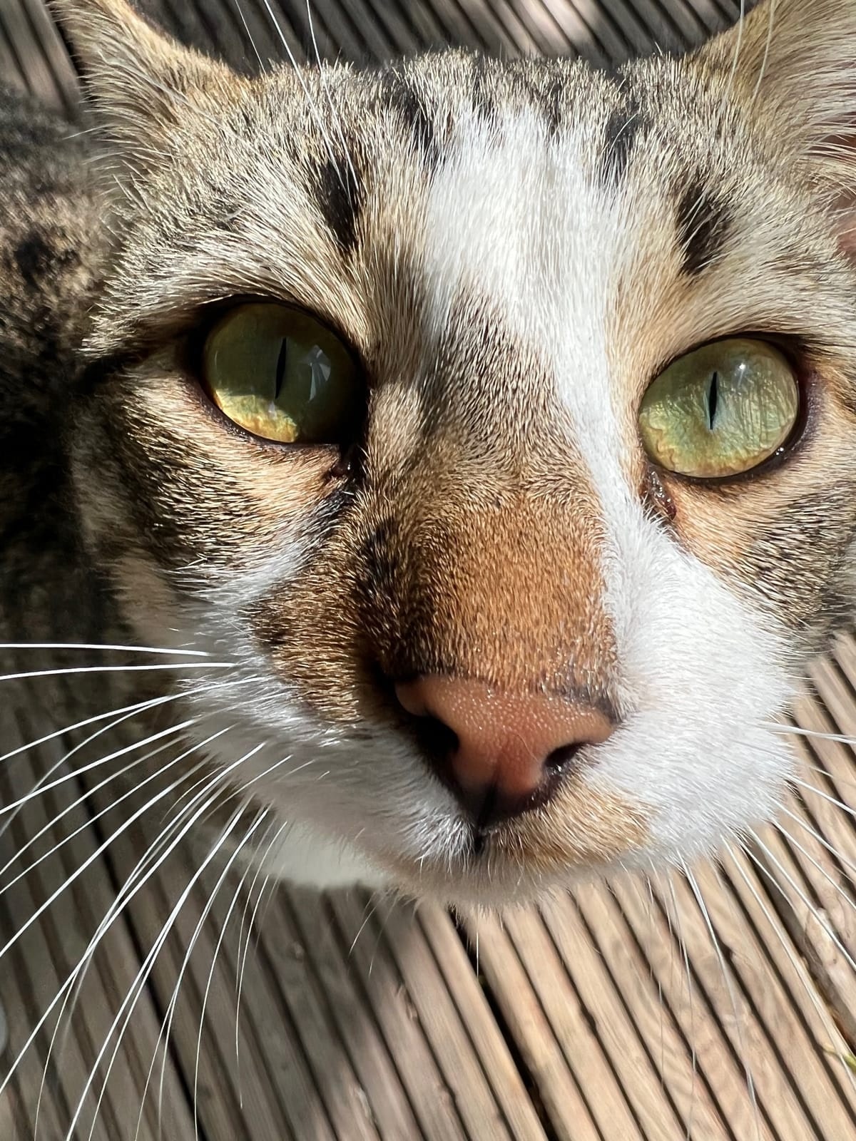 A ilha é repleta de gatos. A lenda é que Cleópatra mandou eles pra cá pra exterminar as cobras